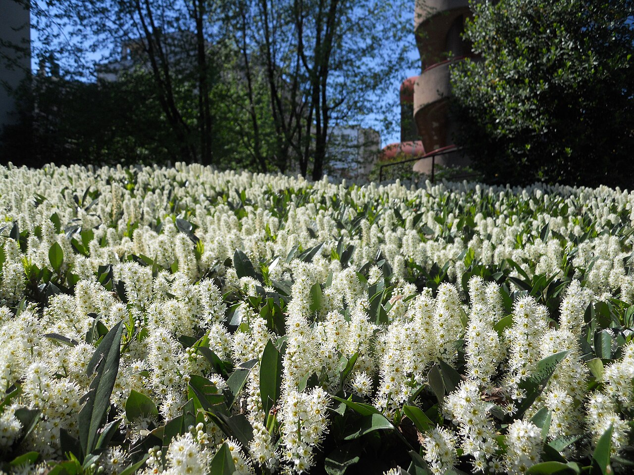 Cherry laurel (Prunus laurocerasus)