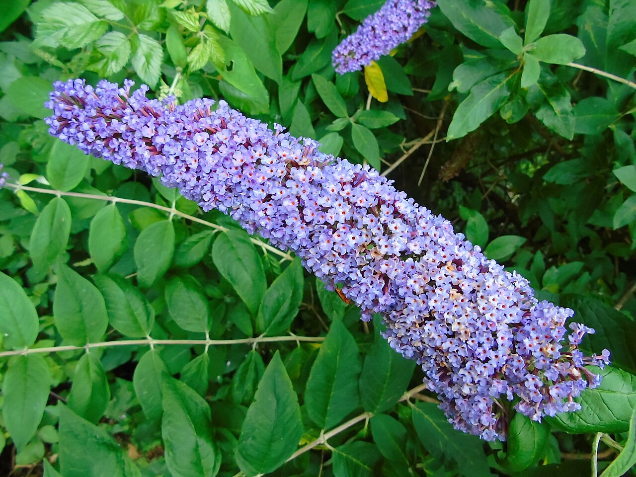 Butterfly bush (Buddleja)