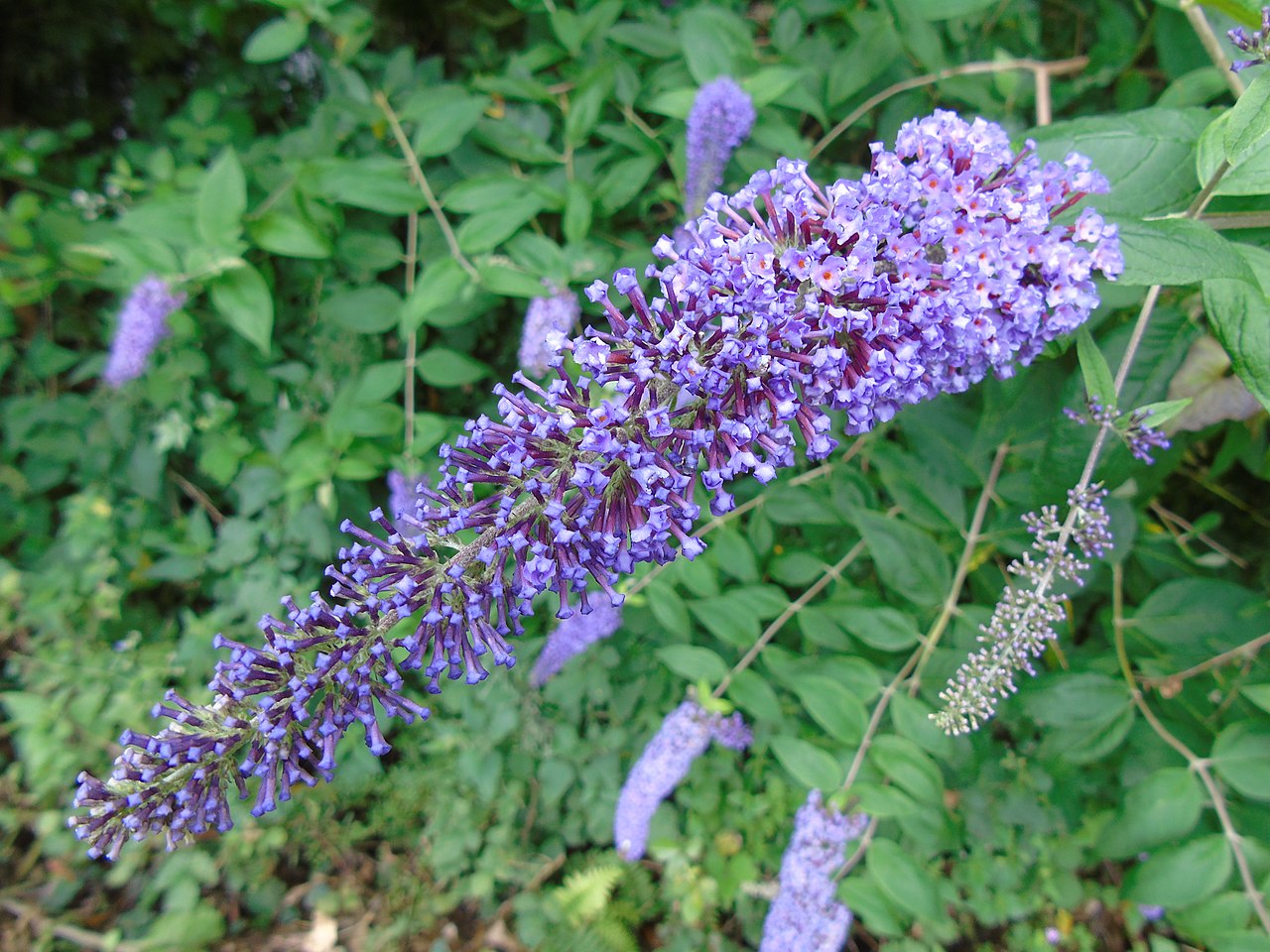 Butterfly bush (Buddleja)