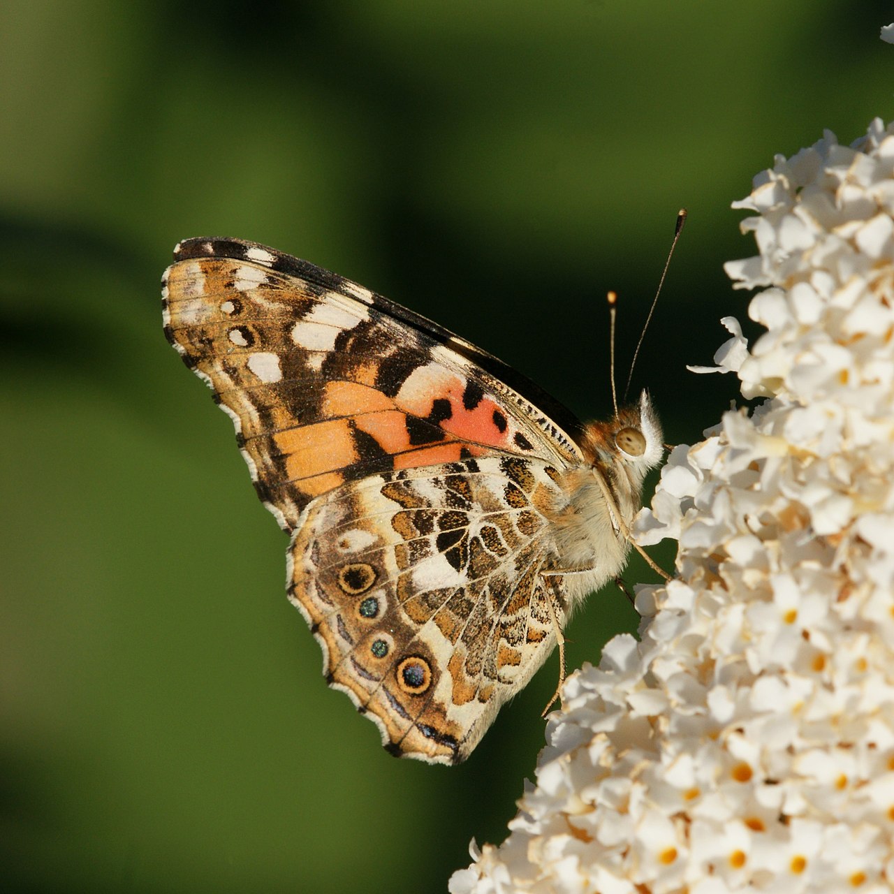 Butterfly bush (Buddleja)