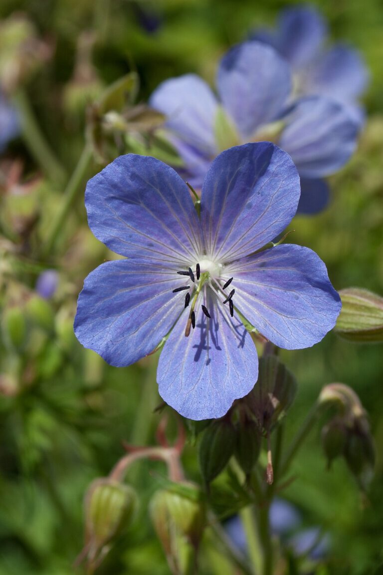Cranesbill (Geranium)