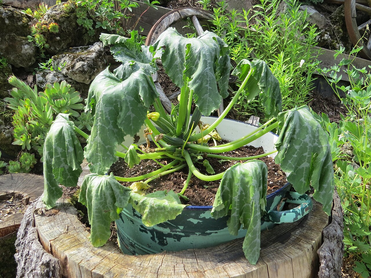 Zucchini plant