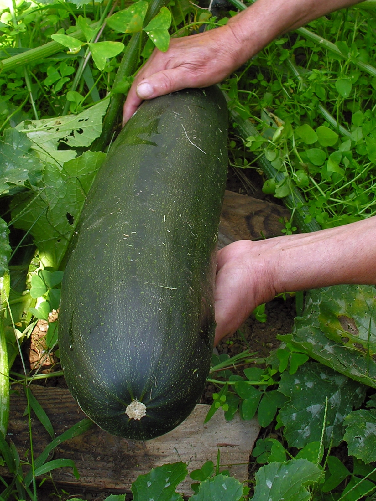 Zucchini plant