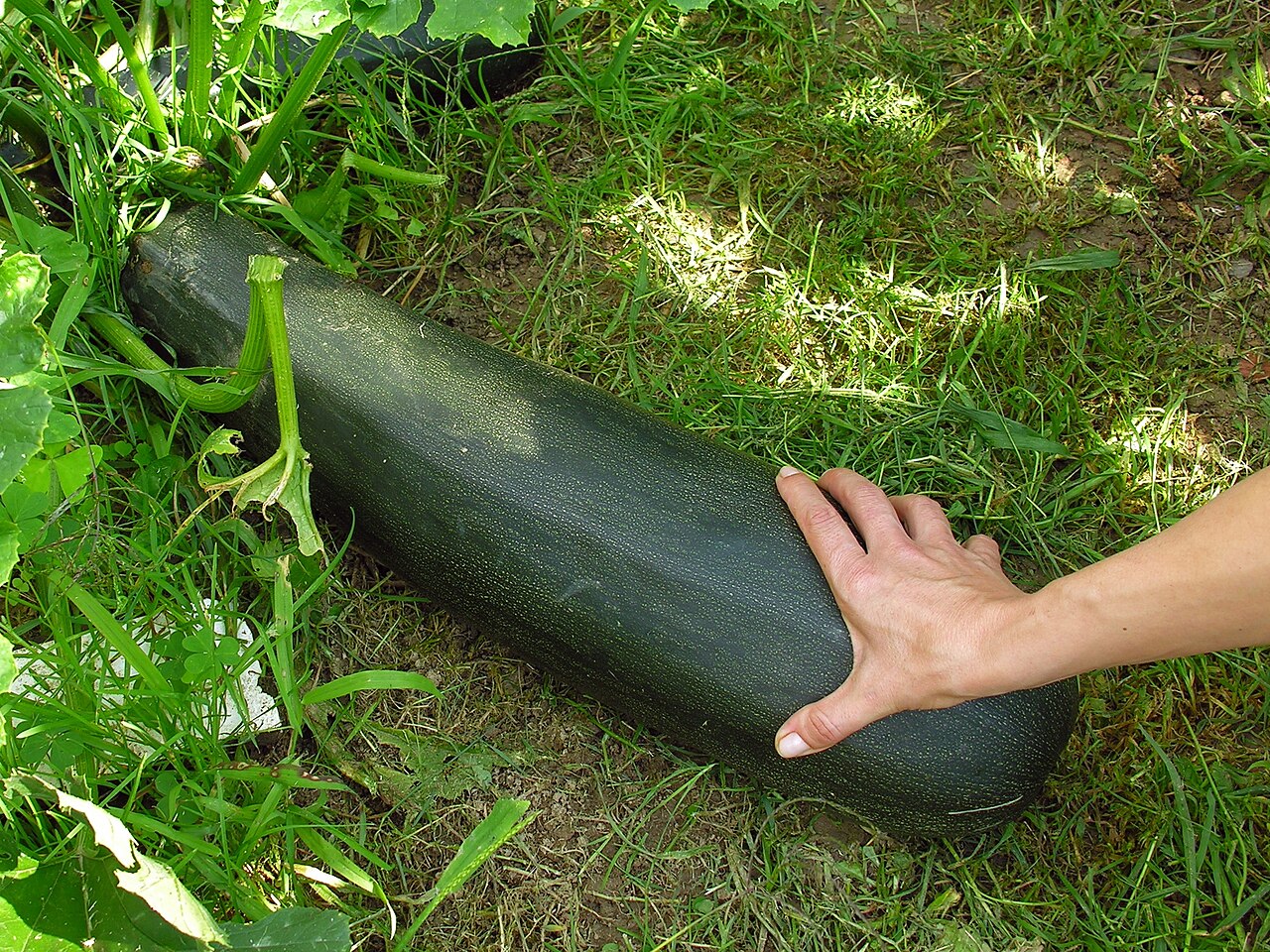 Zucchini plant