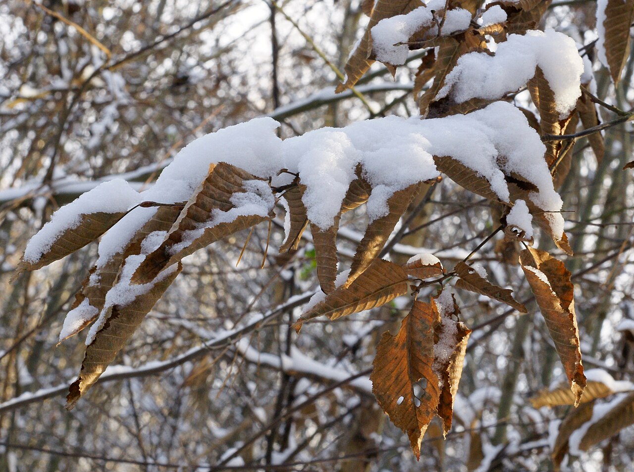 Hornbeam (Carpinus betulus)