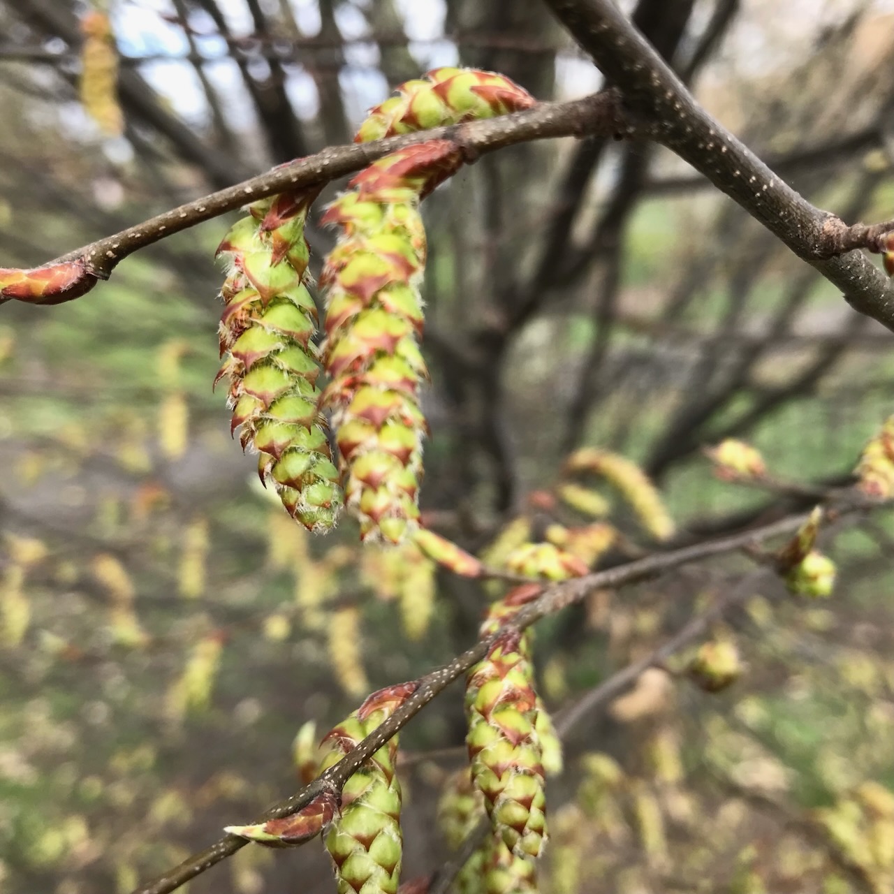 Hornbeam (Carpinus betulus)