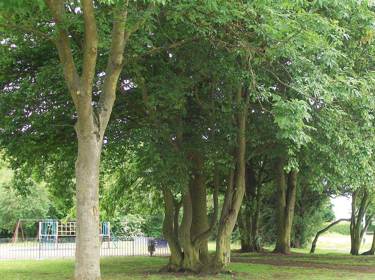 Hornbeam (Carpinus betulus)
