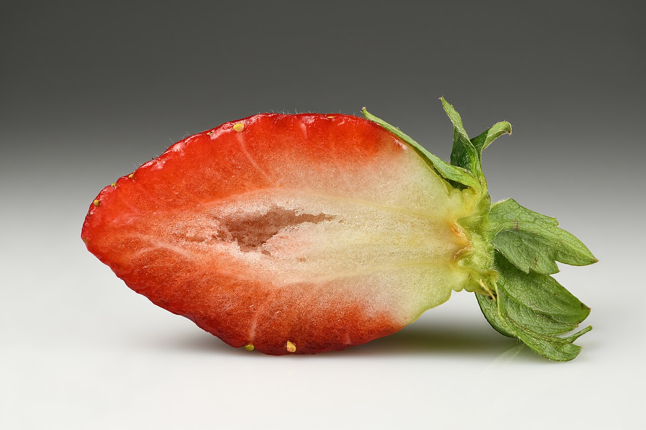 Strawberry plant