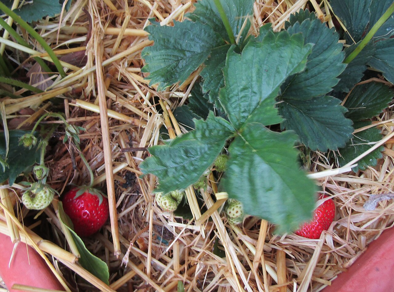 Strawberry plant