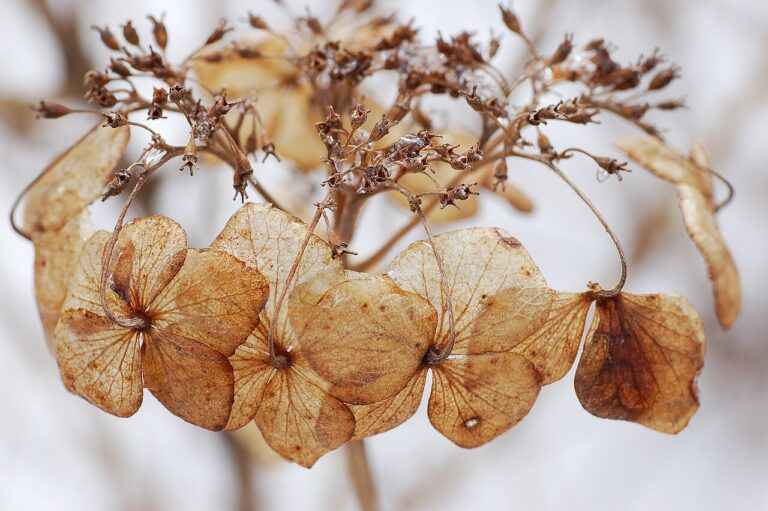 Hydrangea