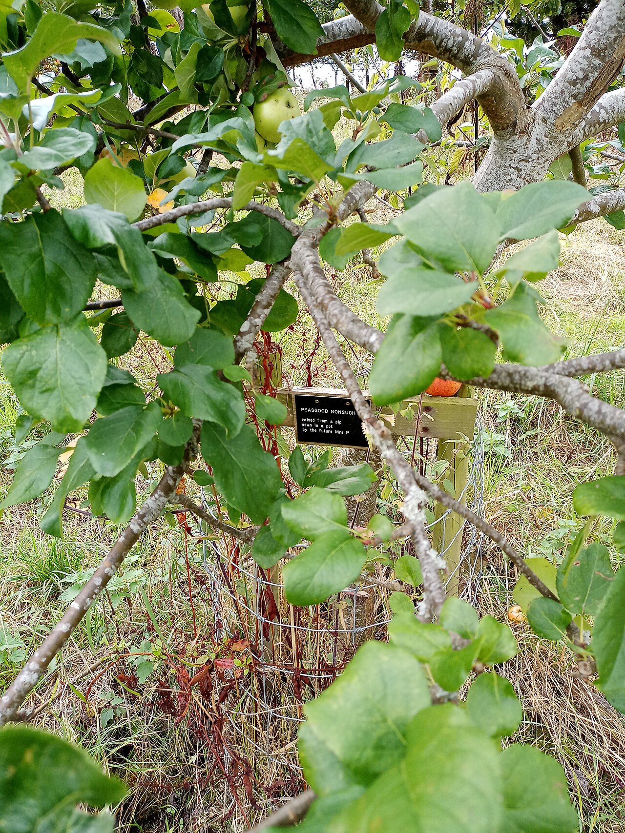Apple tree