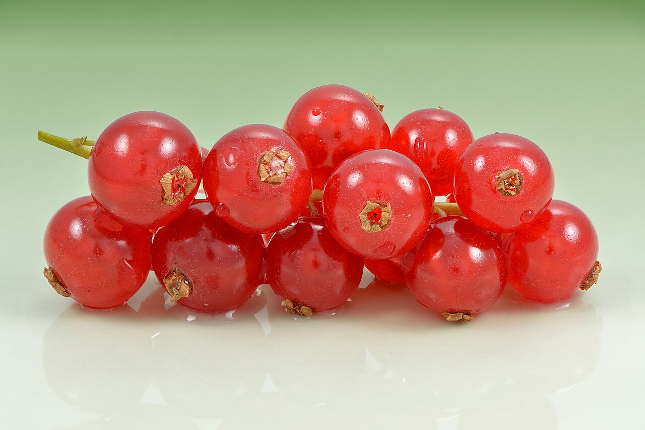 Redcurrant bush