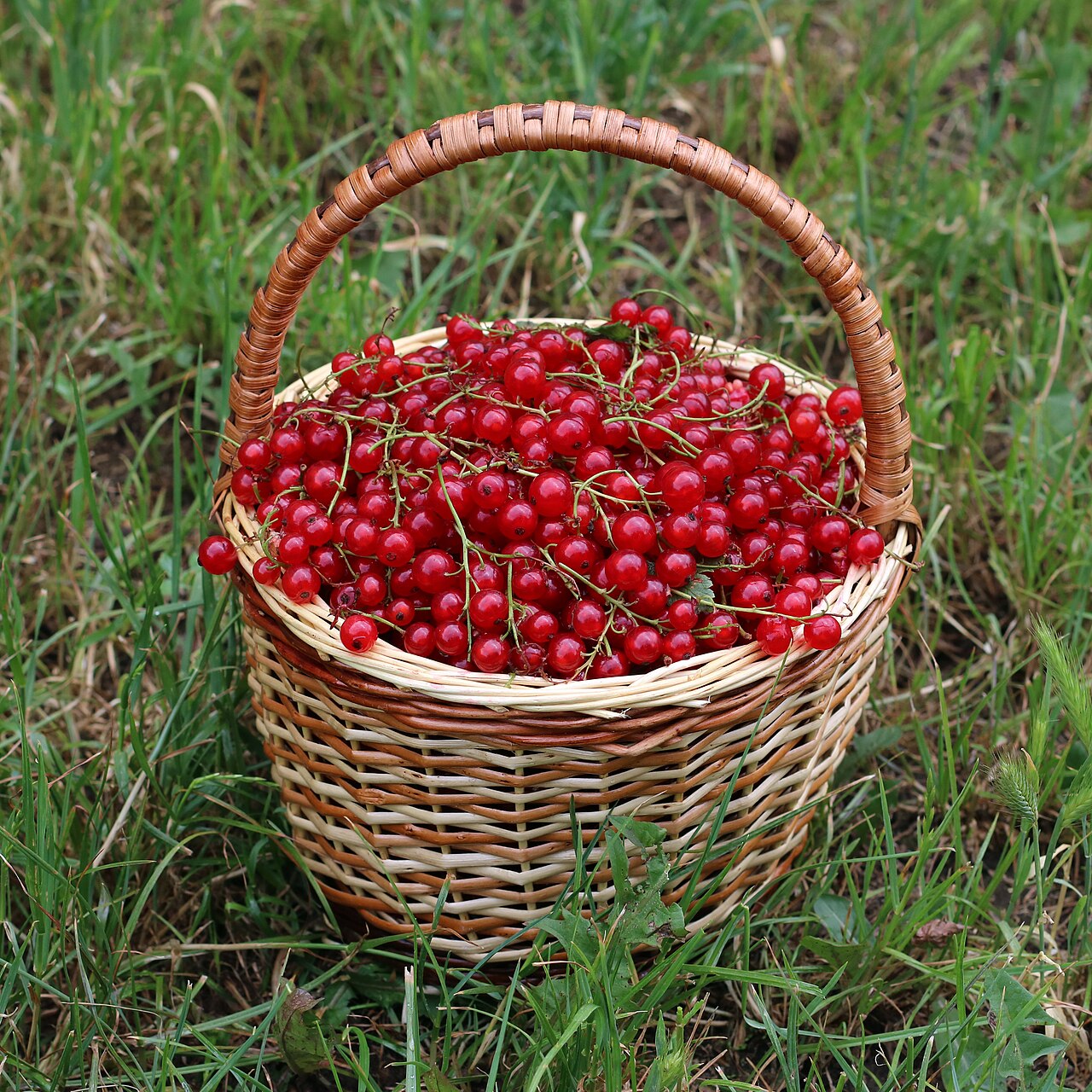 Redcurrant bush