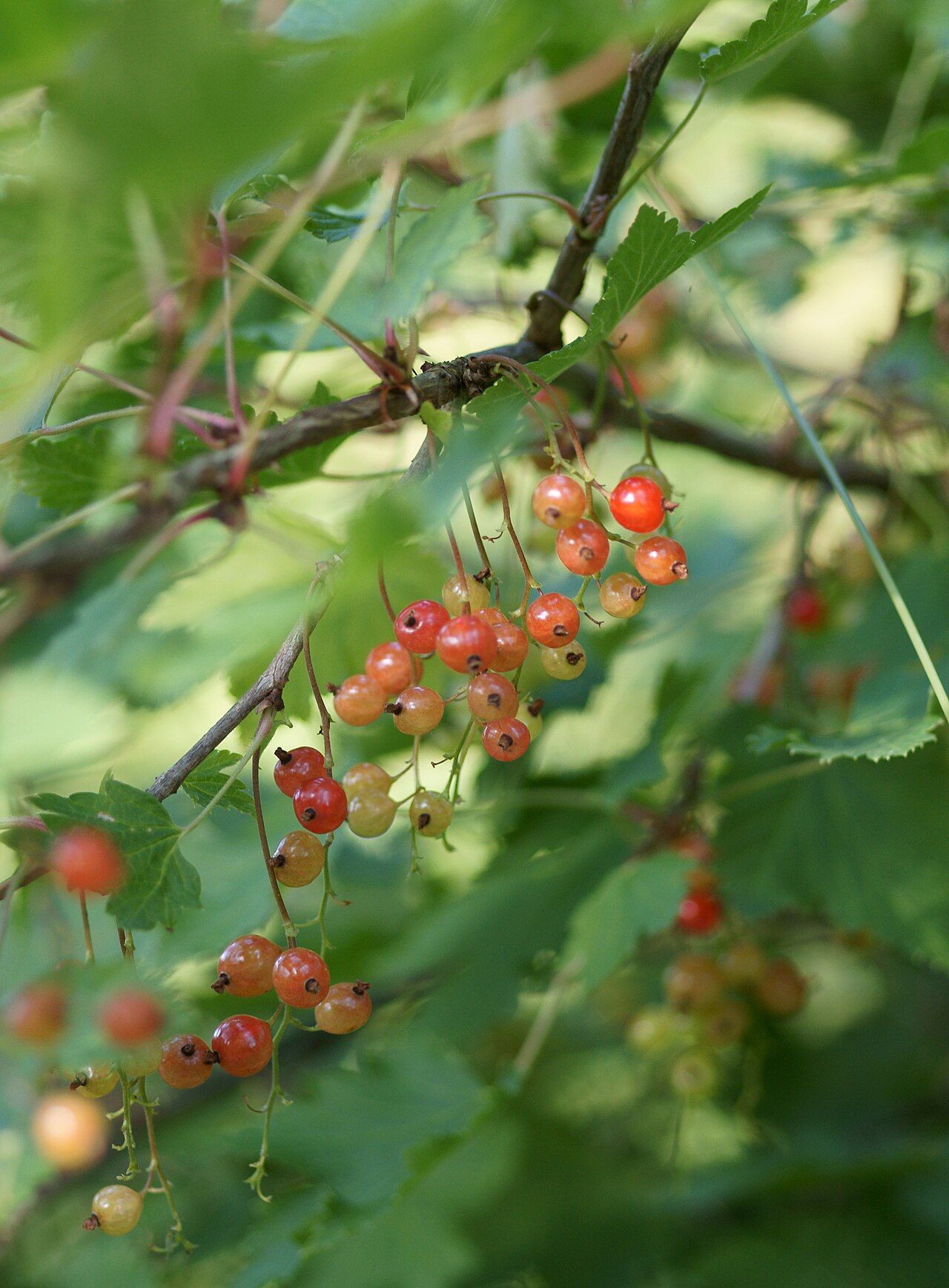 Redcurrant bush
