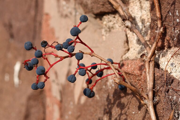 Virginia creeper (Parthenocissus)