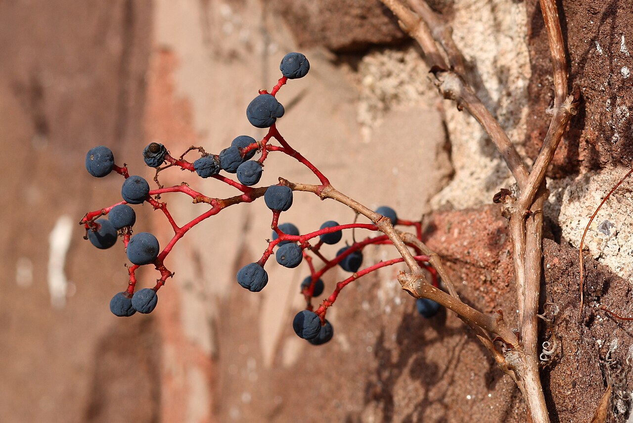 Virginia creeper (Parthenocissus)