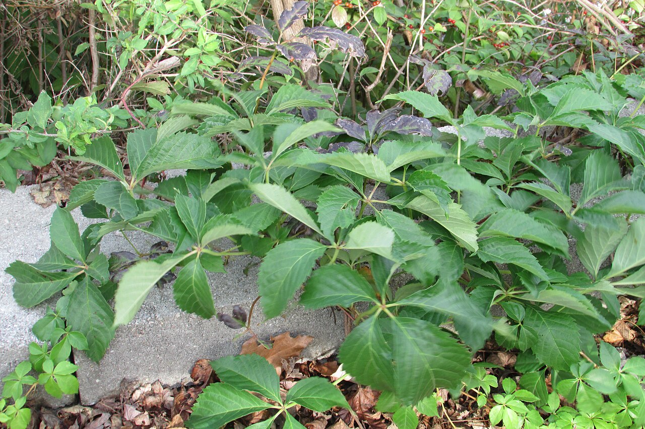 Virginia creeper (Parthenocissus)