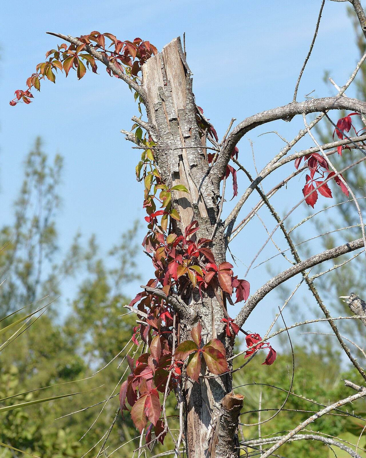 Virginia creeper (Parthenocissus)