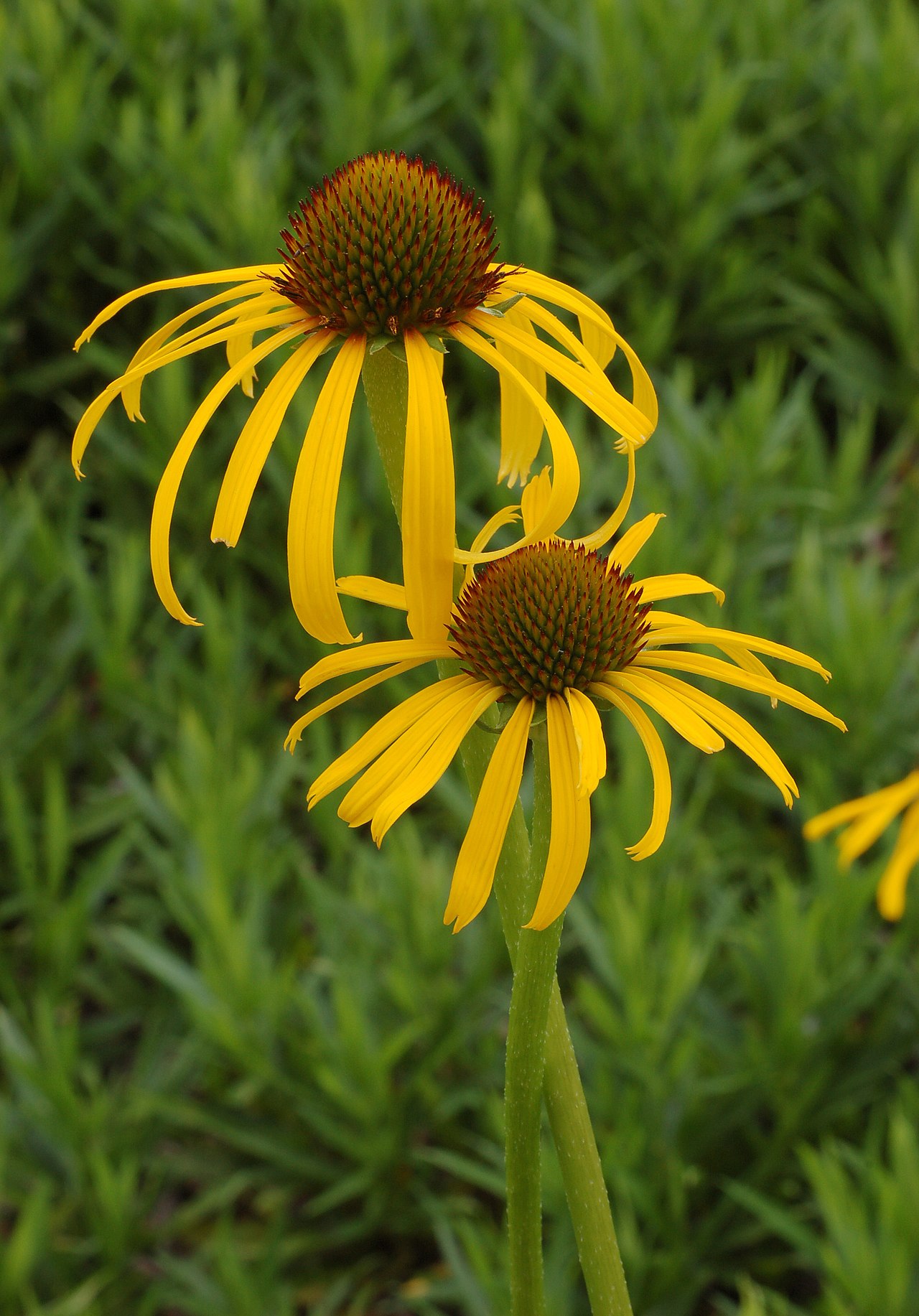 Coneflower (Echinacea)