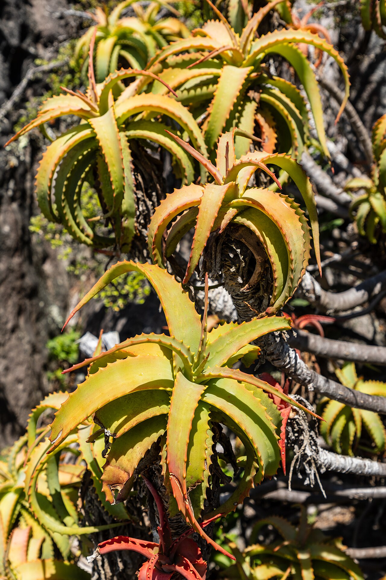 Aloe vera