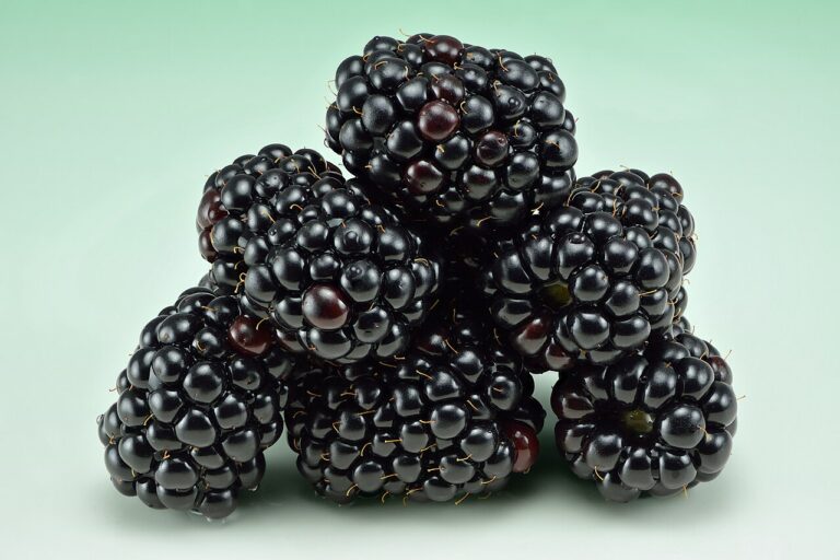 Blackberry