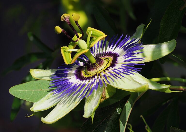 Passion flower (Passiflora)