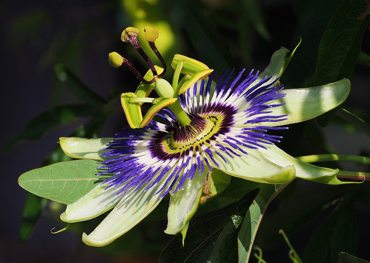 Passion flower (Passiflora)