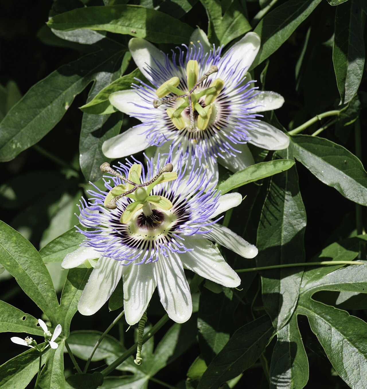 Passion flower (Passiflora)