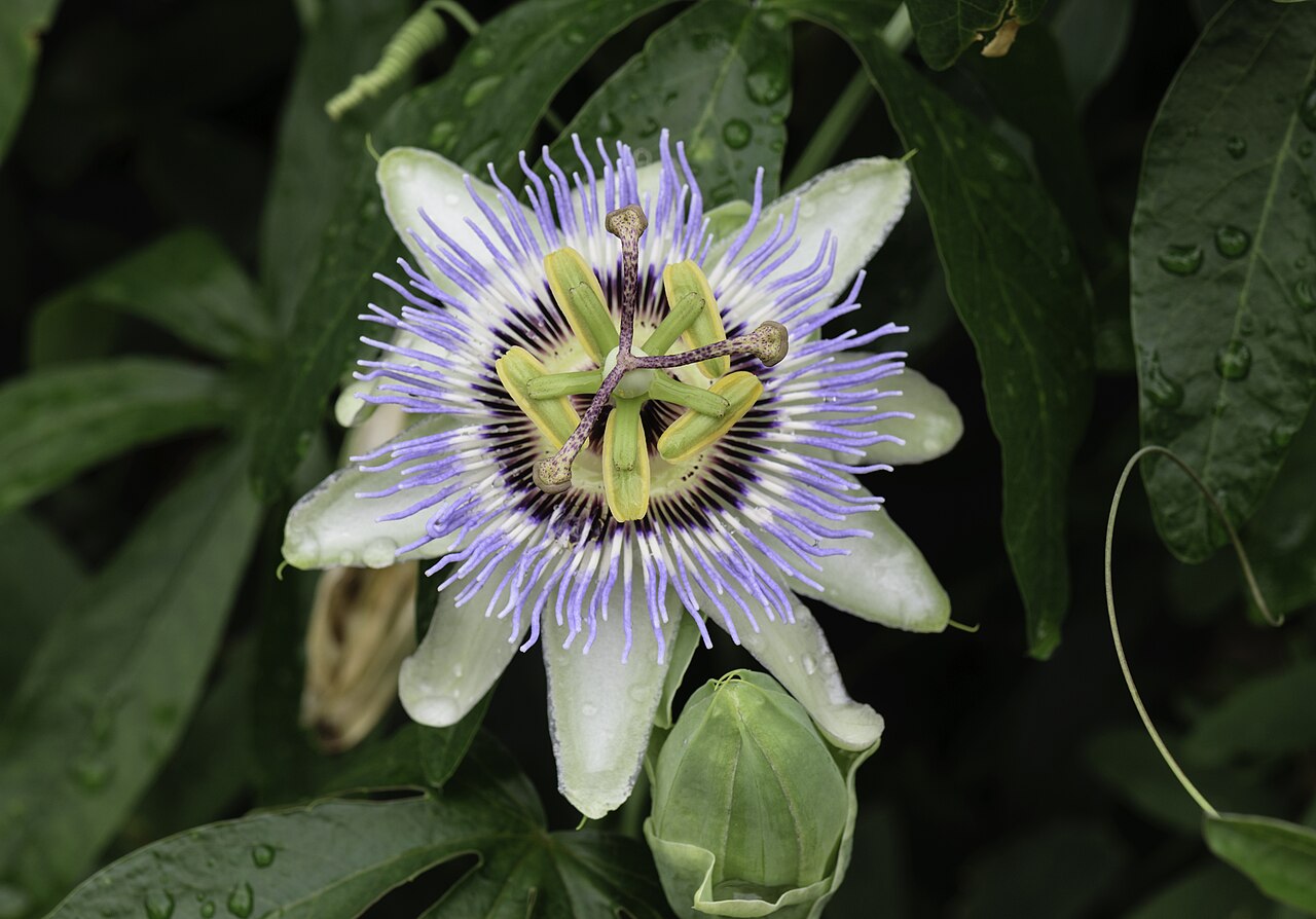 Passion flower (Passiflora)