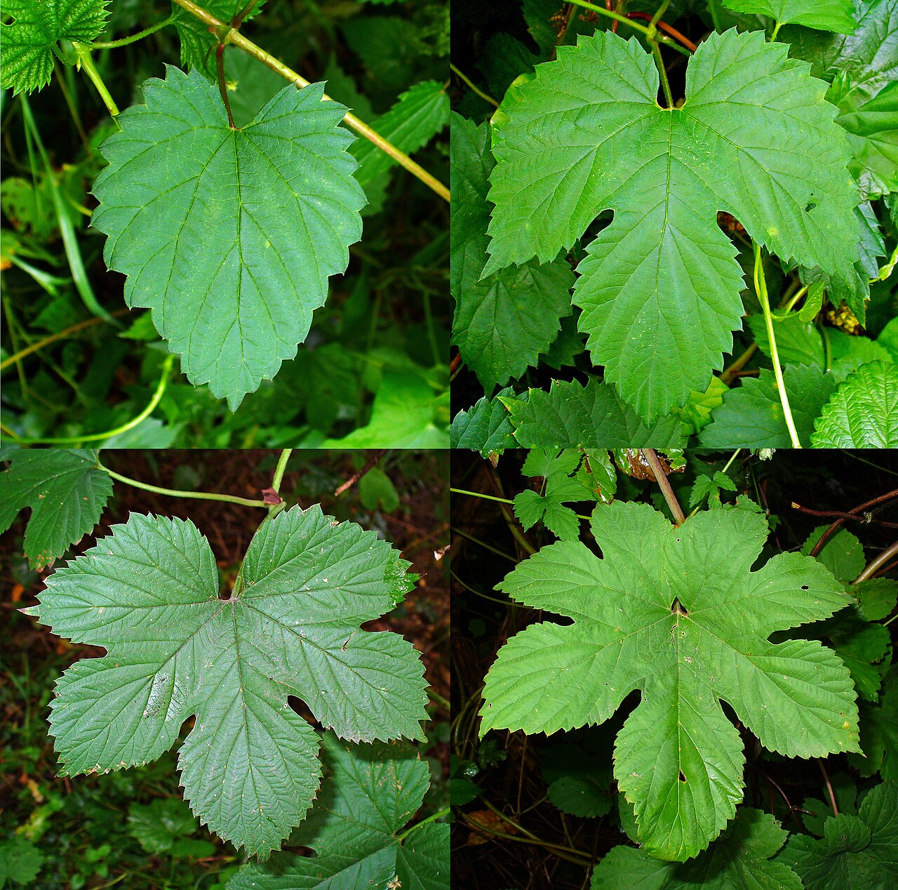 Hops (Humulus lupulus)