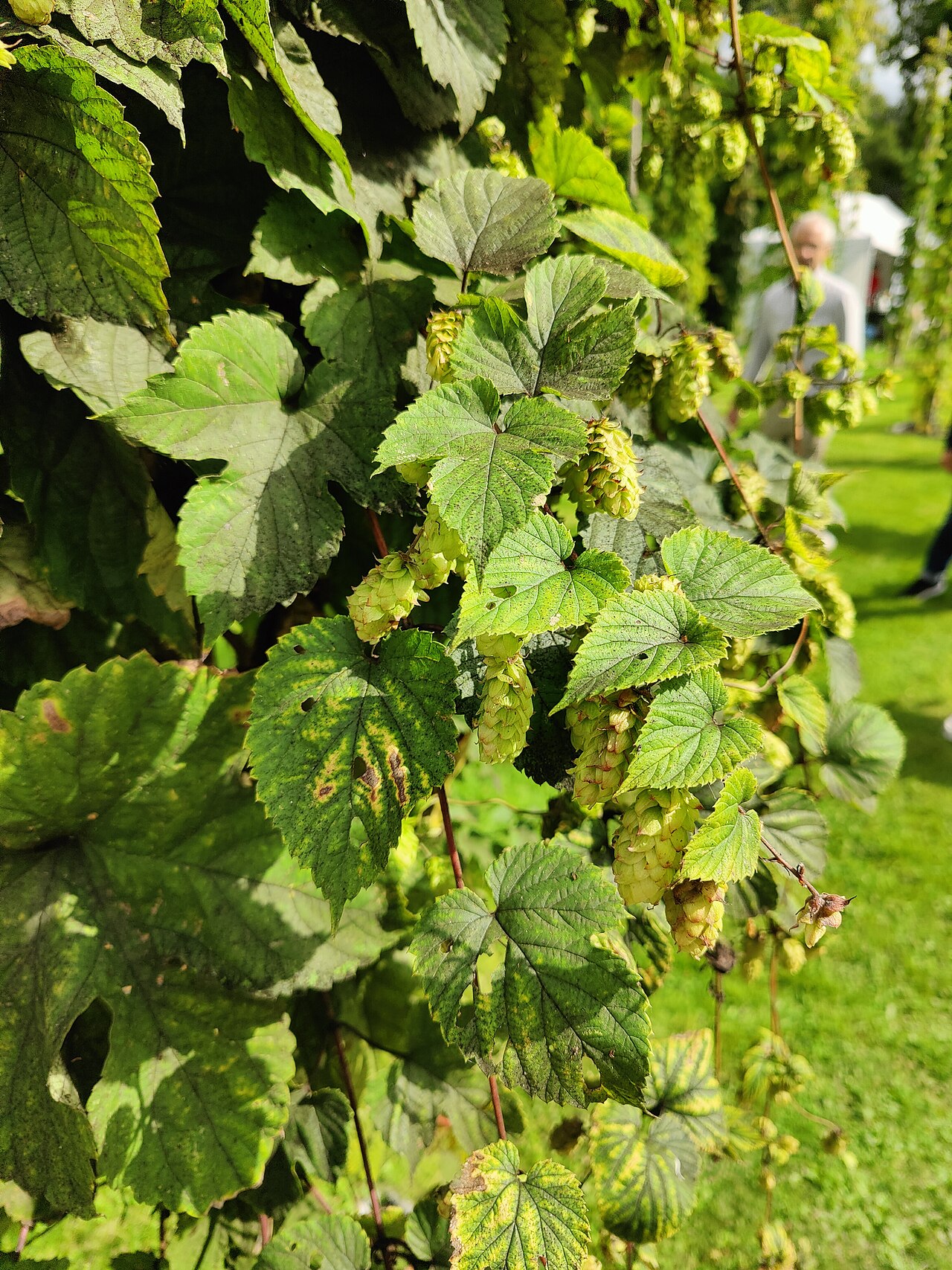 Hops (Humulus lupulus)
