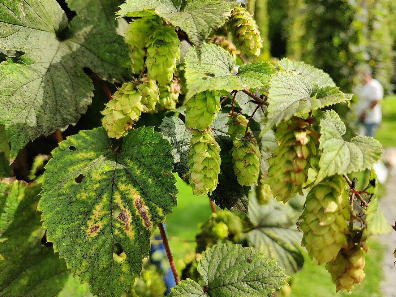 Hops (Humulus lupulus)