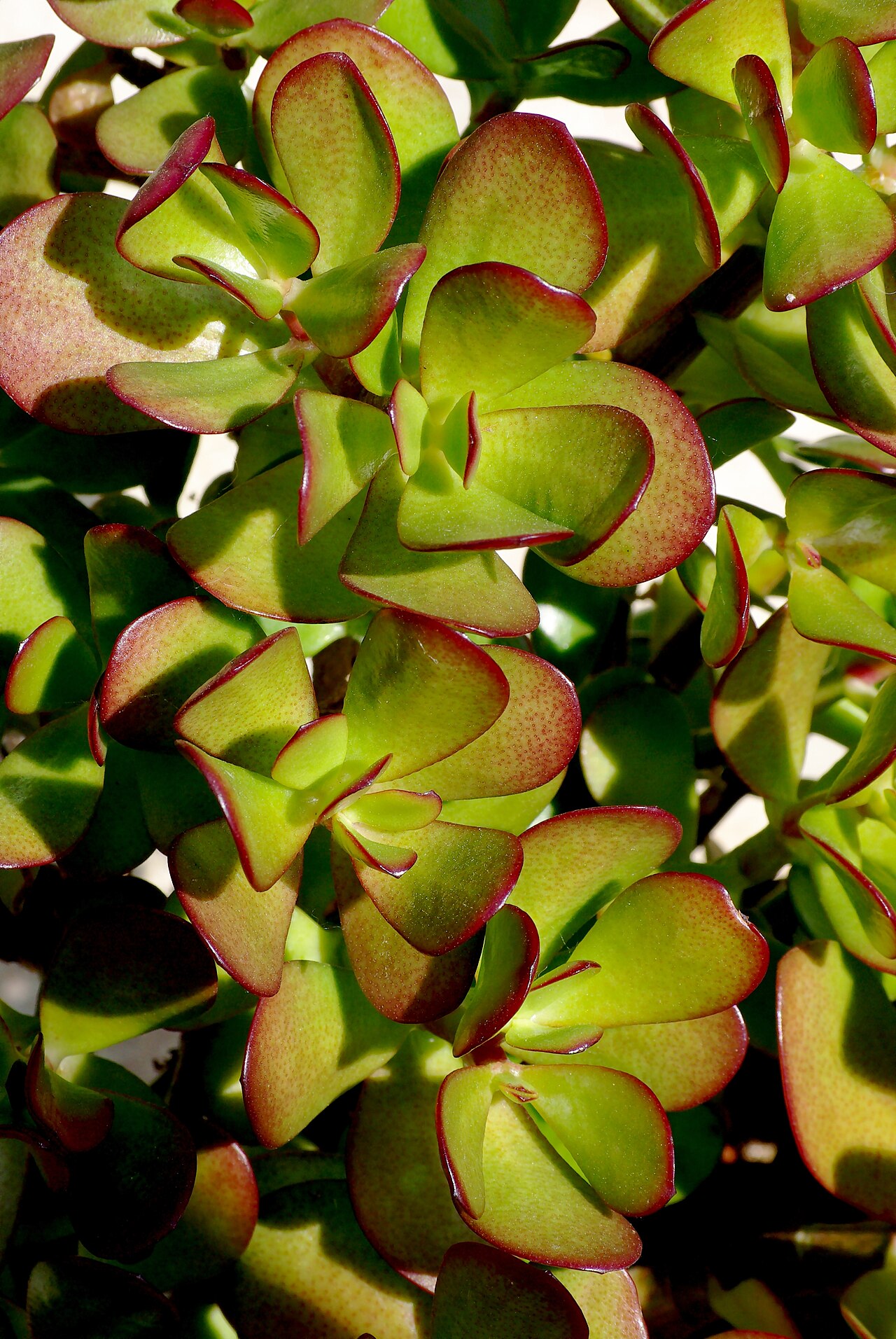 Jade plant (Crassula ovata)