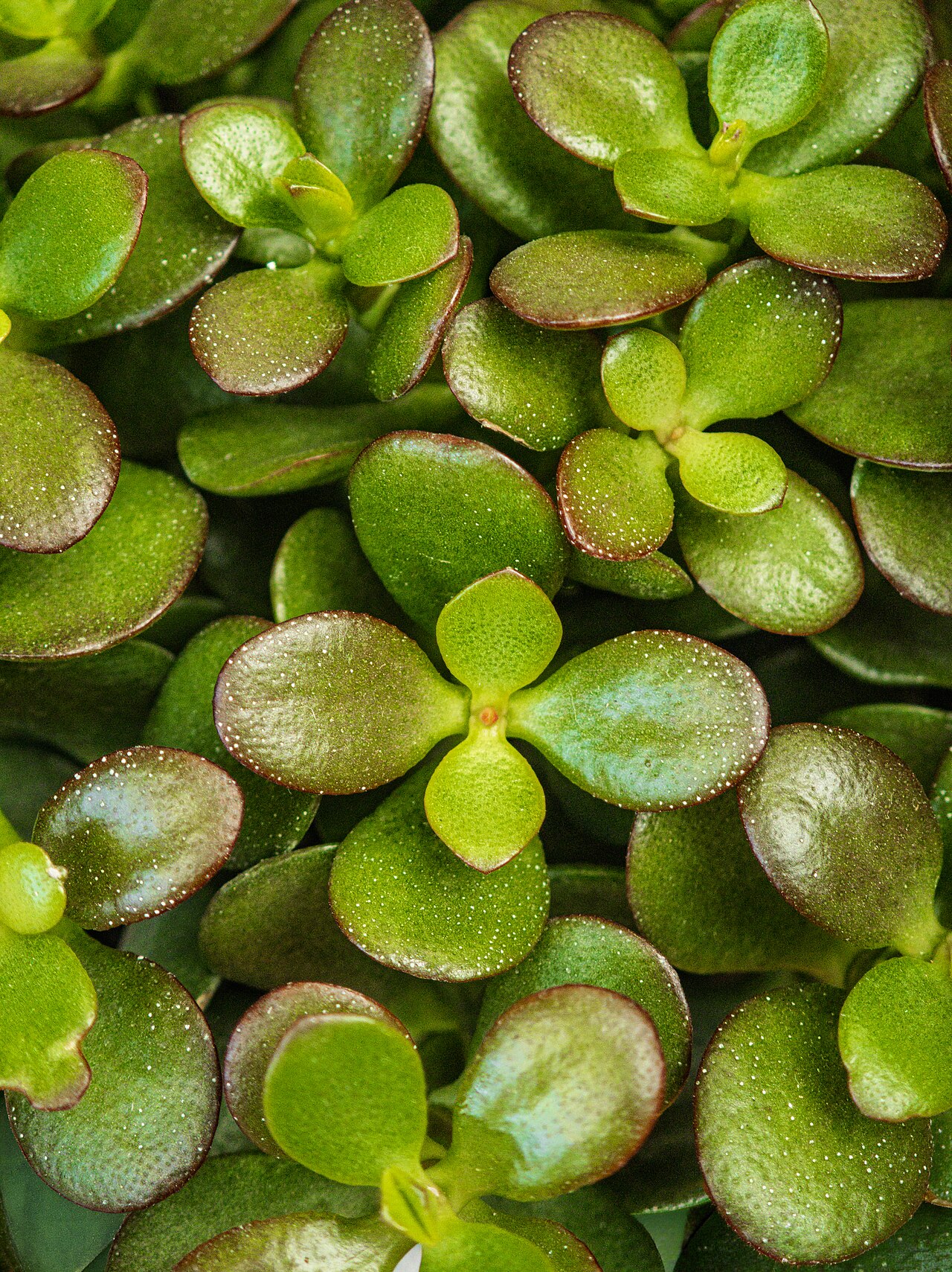 Jade plant (Crassula ovata)