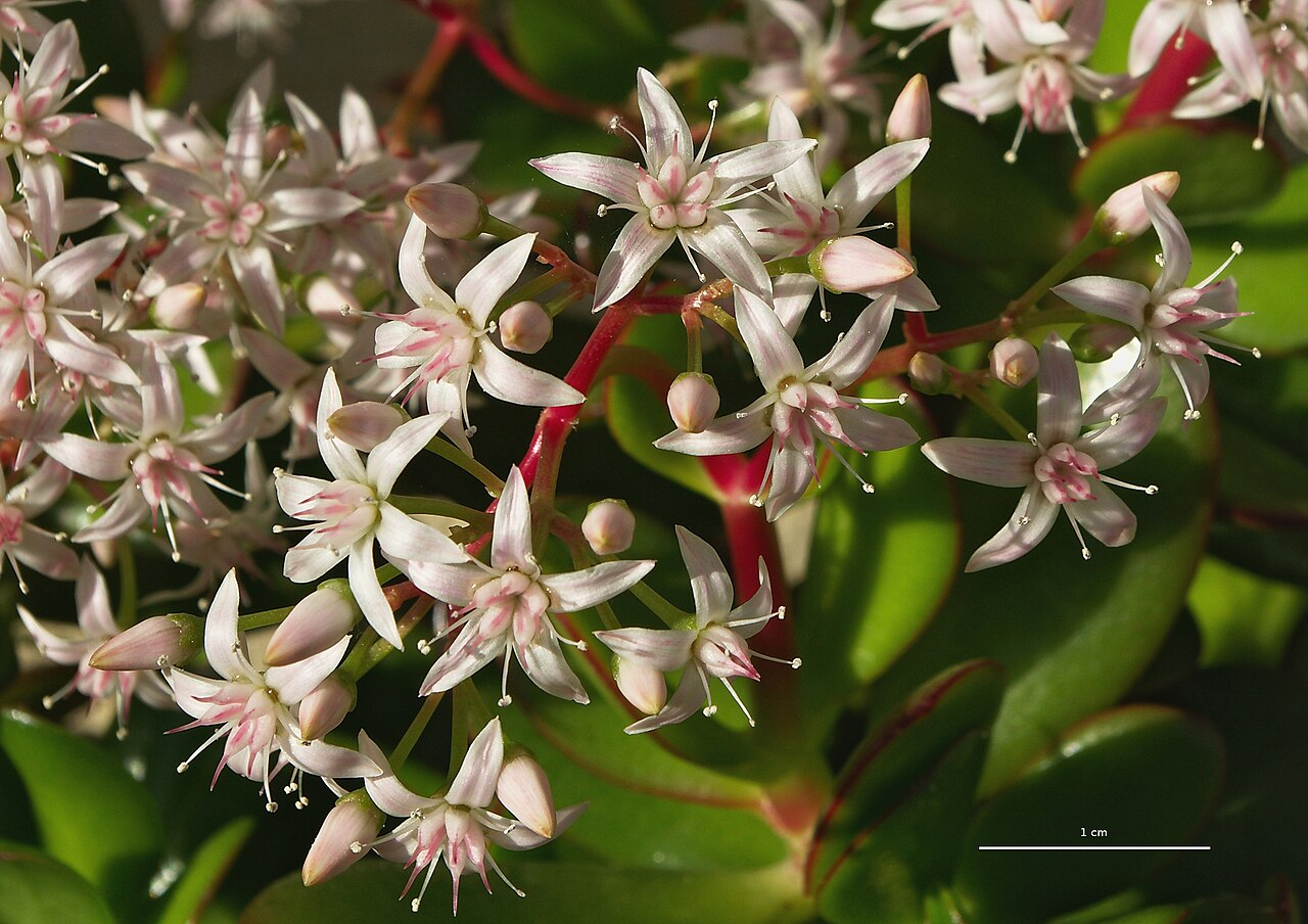Jade plant (Crassula ovata)