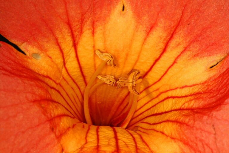 Trumpet vine (Campsis radicans)