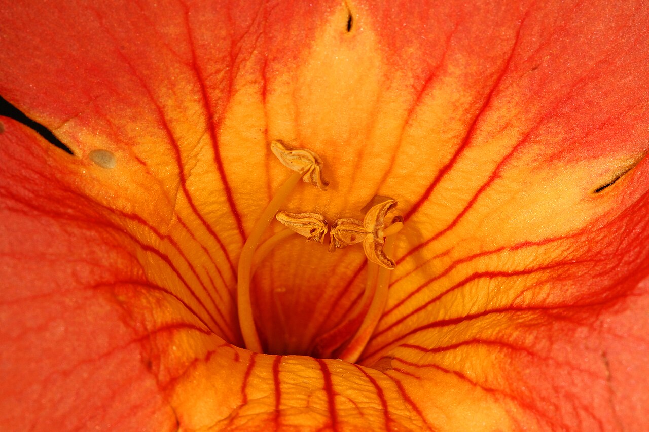 Trumpet vine (Campsis radicans)