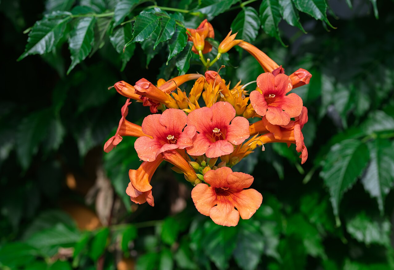 Trumpet vine (Campsis radicans)