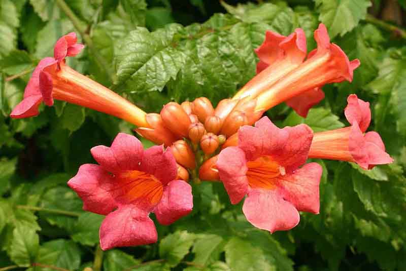Trumpet vine (Campsis radicans)