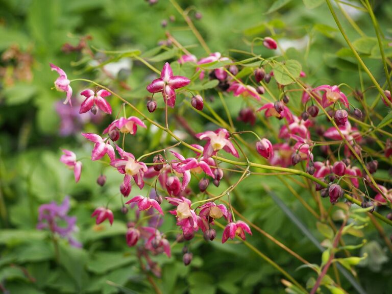 Epimedium (barrenwort)