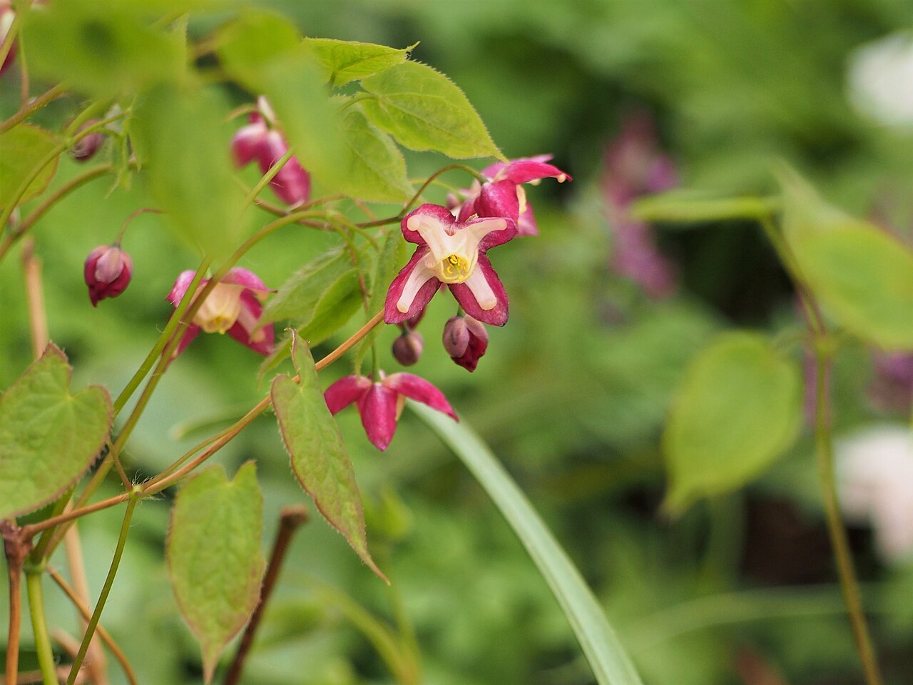 Epimedium (barrenwort)