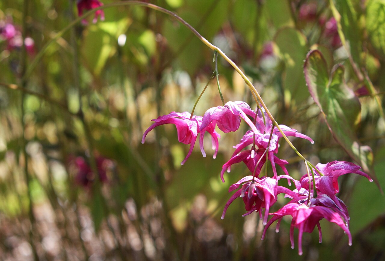 Epimedium (barrenwort)