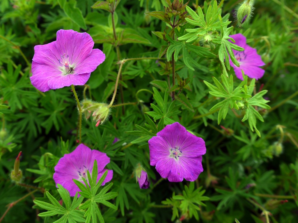 Cranesbill (Geranium)