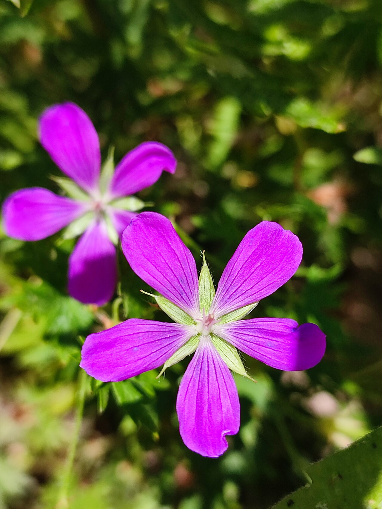 Cranesbill (Geranium)
