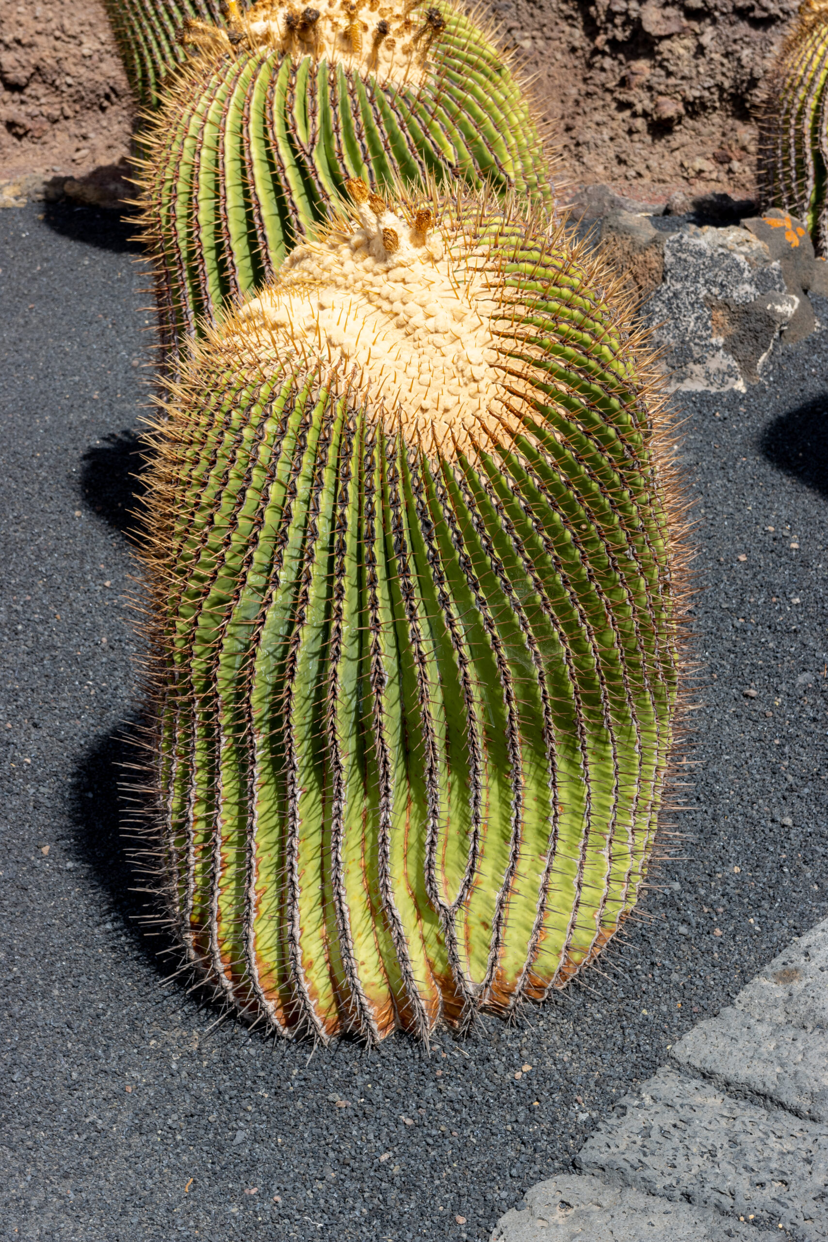 Cactus