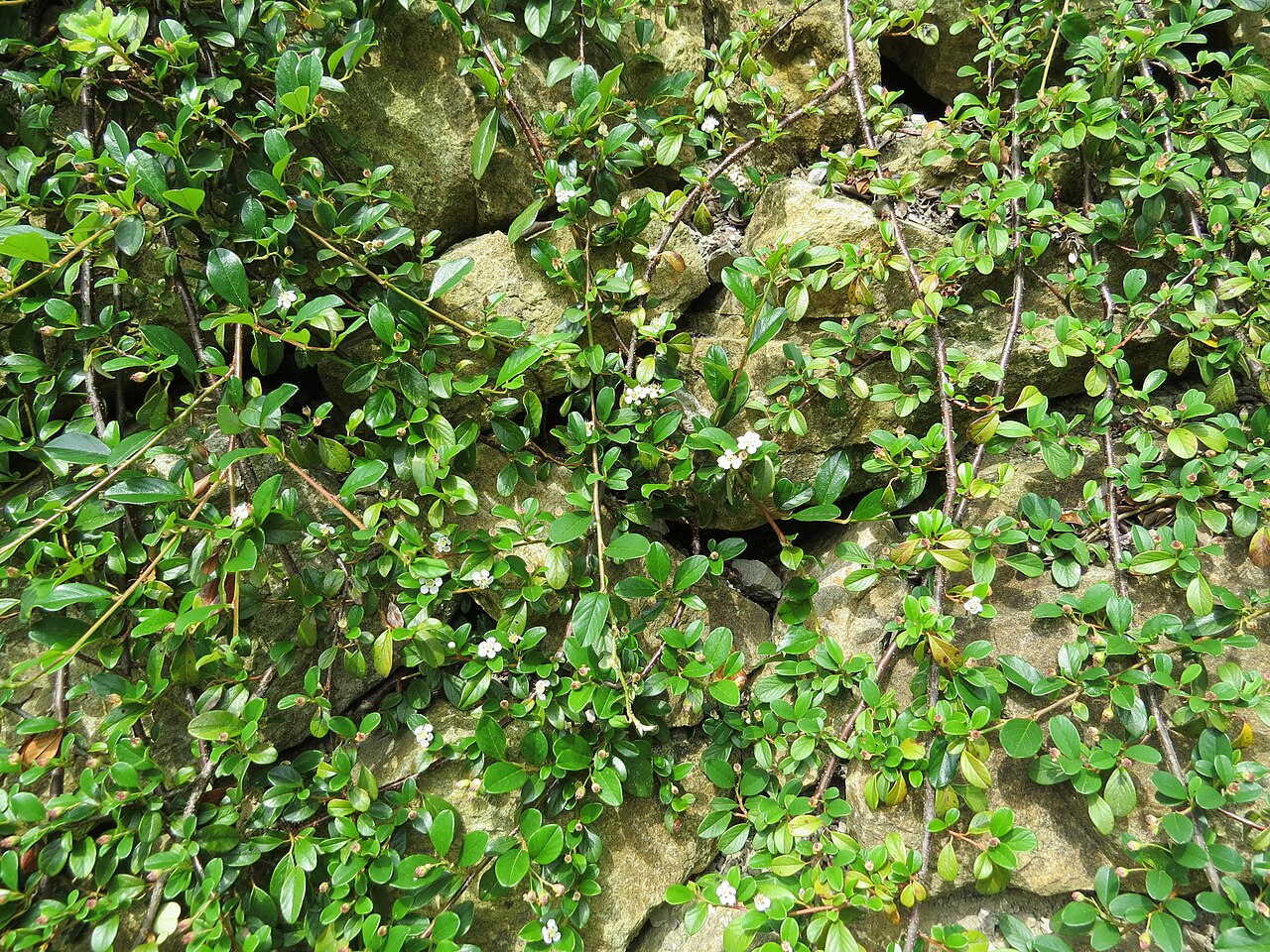 Cotoneaster dammeri