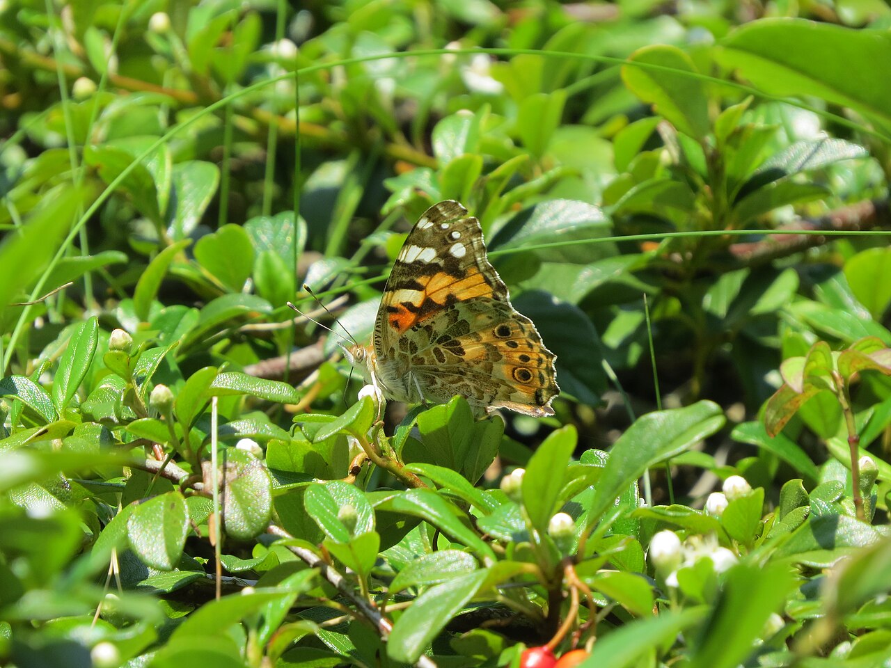 Cotoneaster dammeri