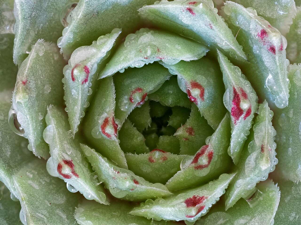 Echeveria