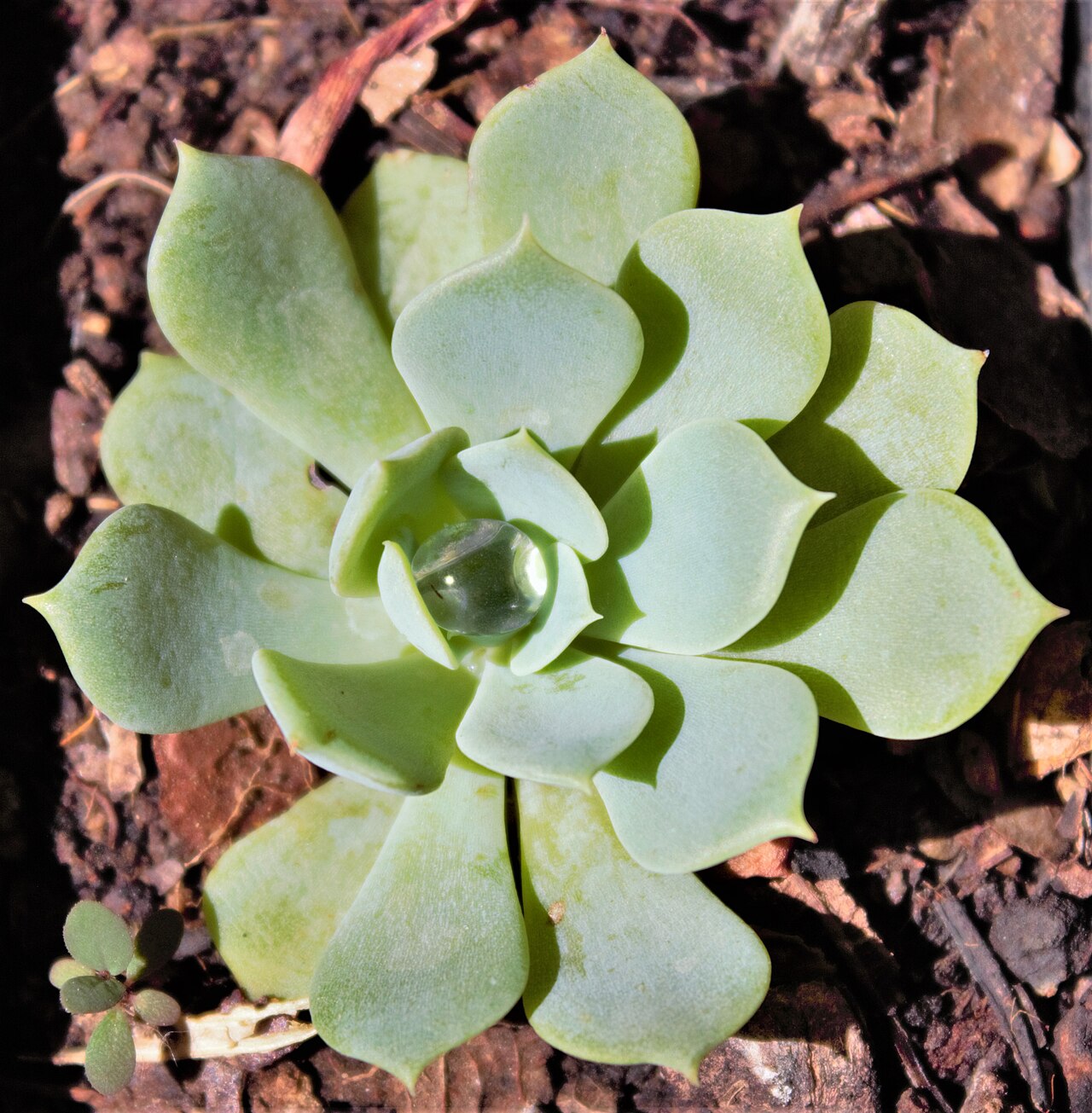 Echeveria