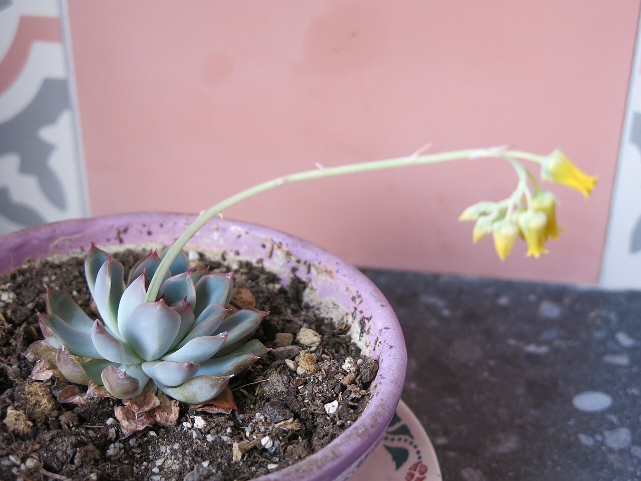 Echeveria